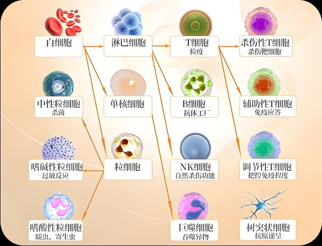 免疫细胞存储及定向扩增技术
